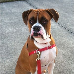 Meet your Posher, Corey